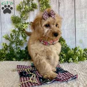 Debbie, Dachshund Mix Puppy